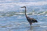 Great Blue Heron Padre ISNP 2022